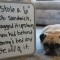 Pic #1 - Pug shaming