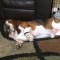Pic #1 - So I put a Fitbit on my Basset Hound today