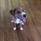 Pic #1 - Taking a picture of the new puppy