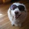 Pic #1 - When Im bored I like to put sunglasses on my dogs