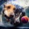 Pic #10 - Dogs  ball  Underwater camera