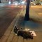 Pic #11 - The Toronto Raccoon Story