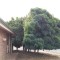 Pic #2 - Landlord asked to trim back tree so its not leaning on gutters