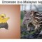 Pic #2 - Real world animals that inspired Pokmon