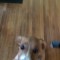 Pic #2 - Taking a picture of the new puppy