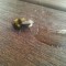 Pic #2 - The day I tried to rescue an exhausted bumble bee