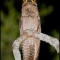 Pic #2 - The Potoo bird always looks like it saw something horrifying