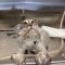 Pic #2 - When cats need baths