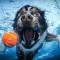 Pic #3 - Dogs  ball  Underwater camera