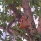 Pic #3 - My friend texted me saying she was watching a squirrel eat a pizza in a tree I said Pics or it didnt happen She replied with these