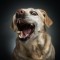 Pic #3 - Photographers hilarious portraits capture dogs trying to catch treats