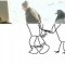 Pic #3 - The evolution of a man a pigeon and cat