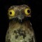 Pic #3 - The Potoo bird always looks like it saw something horrifying