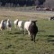 Pic #3 - Today I was attack by a herd of sheep that licked my camera then ran away