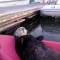 Pic #4 - A seaotter friend I met the other day