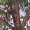 Pic #4 - My friend texted me saying she was watching a squirrel eat a pizza in a tree I said Pics or it didnt happen She replied with these