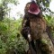 Pic #4 - The Potoo bird always looks like it saw something horrifying