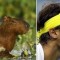 Pic #5 - Capybaras That Look Like Rafael Nadal