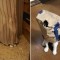 Pic #5 - Pets who completely suck at hide and seek