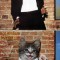 Pic #6 - What can make classic rock albums better Kittens can