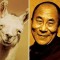 Pic #8 - Animals That Are Celebrity Look-alikes