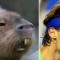 Pic #8 - Capybaras That Look Like Rafael Nadal