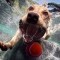 Pic #8 - Dogs  ball  Underwater camera