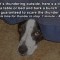 Pic #8 - Life Hacks for Dogs Bark Yeah