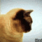 Still my favourite cat gif