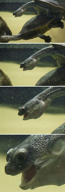 Aaah