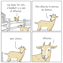 affection