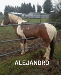 Alejandro