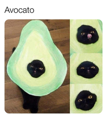 Avacado