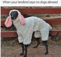 Baawoof