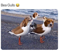 BeaGulls