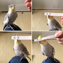 birb