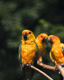  birds photobombing their friend posing for a pic 