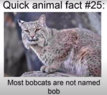 Bob