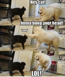 Boop