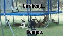 Bounce