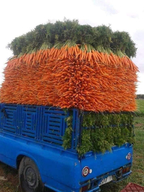 Carrots