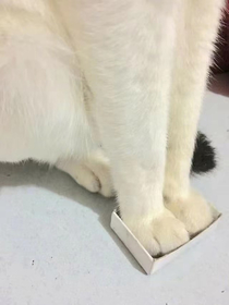  CAT LOVE ANY SIZE BOX 