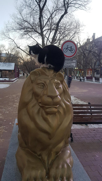 cats