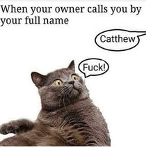 Catthew