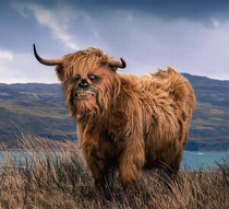 Chewbaccow