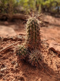 Cocktus