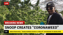 Coronaweed