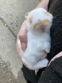  day old baby bun