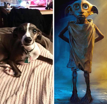  Dobby has come to protect even if he does have to shut his ears in the oven door