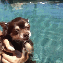  Dog Swimming